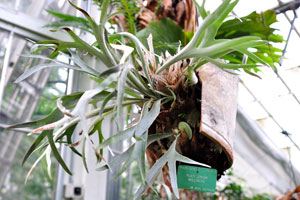 Platycerium willinckii grows in the Palm House