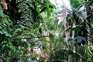 Lush greenery is in the Palm House