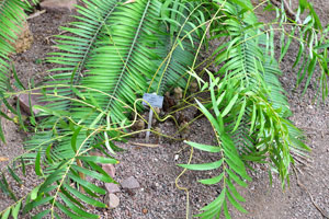 Zamia muricata grows in the Palm House