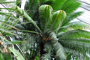 A tall palm tree is in the Palm House