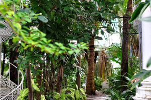 The Palm House is 16 metres tall and has narrow, cast-iron spiral stairs leading to a passageway at the top