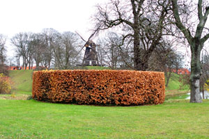 A neatly trimmed shrub with red leaves is on the background of windmill