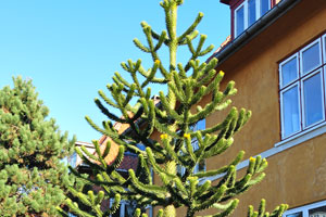 An araucaria tree grows on Langesvej street