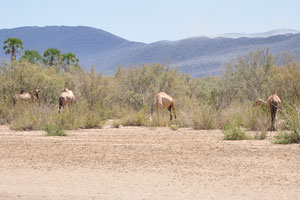 Magnificent dromedaries are grazing along the road