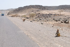 Baboons beside the road