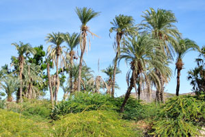 Green palm trees in the Dikhil town