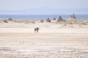 Warthog is running away