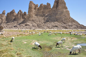 Blackhead Persian sheep on the background of the highest chimney