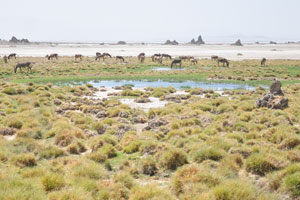 Donkeys graze among the water
