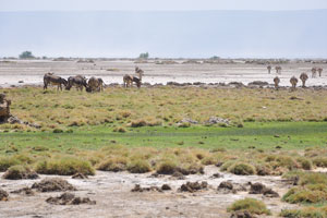 Herd of domestic donkeys