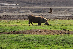 Warthogs are grazing in the green filed