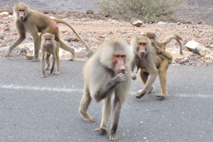 Hamadryas baboons are on the road to the lake