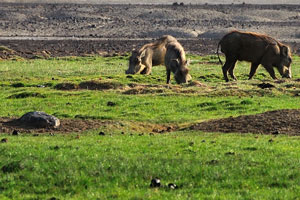 A sounder of warthogs in the field