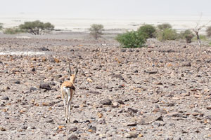 Dorcas gazelle “Gazella dorcas”