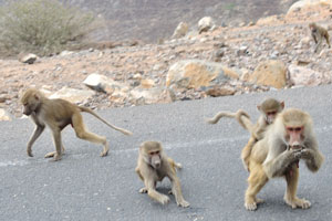 Hamadryas baboons attacked our jeep