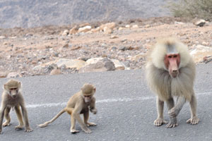 A troop of hamadryas baboons “Papio hamadryas” is on the asphalt road