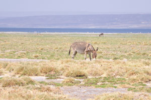 Donkey is grazing on the shore of lake
