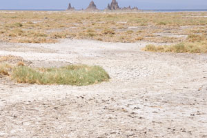 Area of the low dried grass