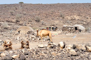 Camel in the nomad village