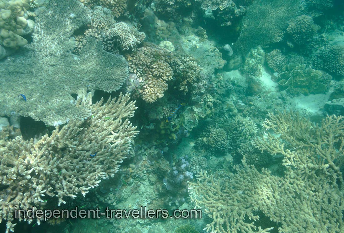 There are over 200 recorded species of coral