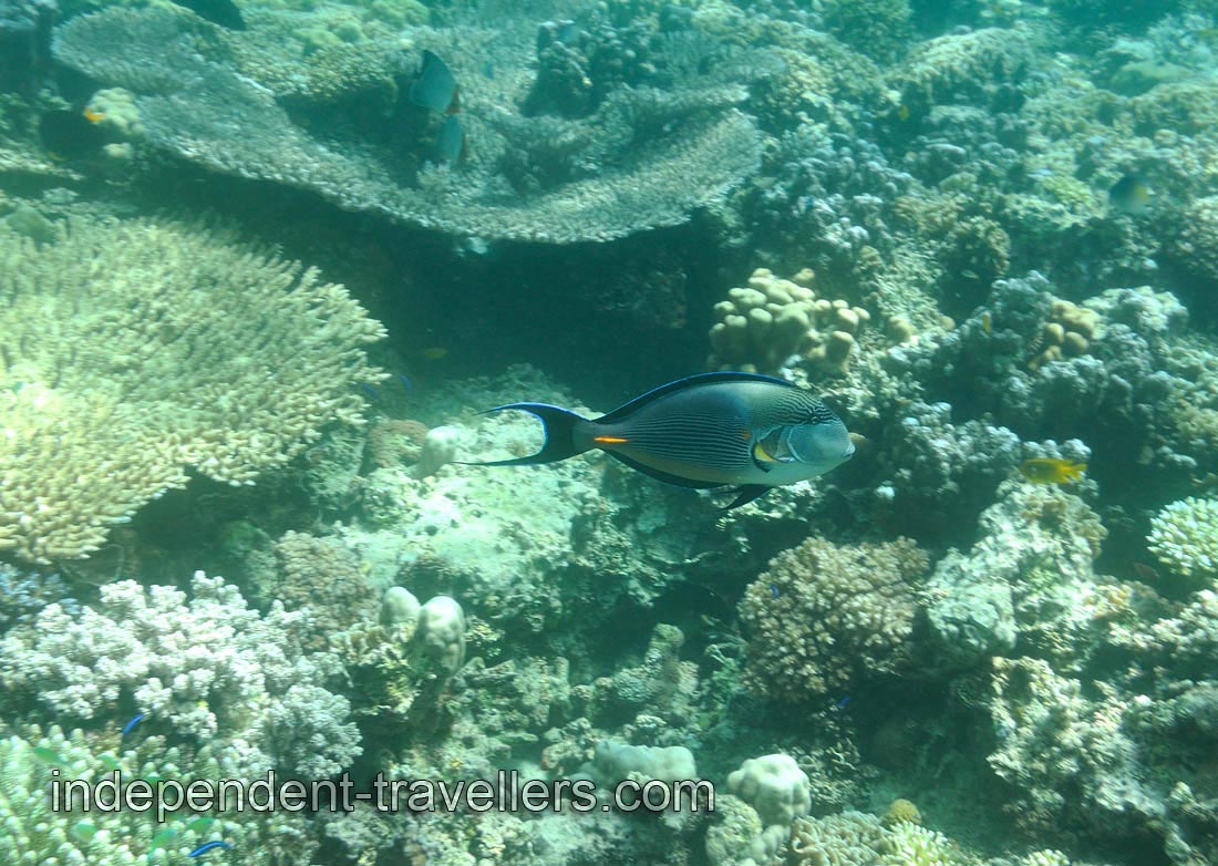 Sohal surgeonfish &ldquo;Acanthurus sohal&rdquo;