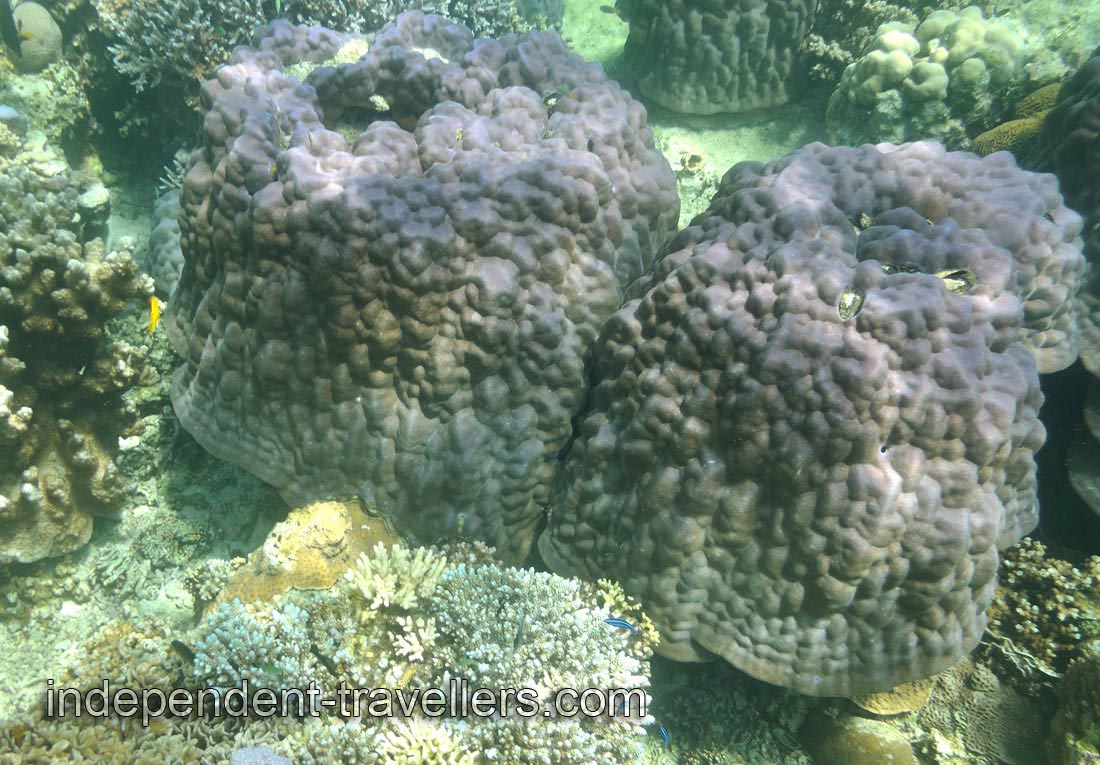 Corals look like the huge pileus of mushrooms