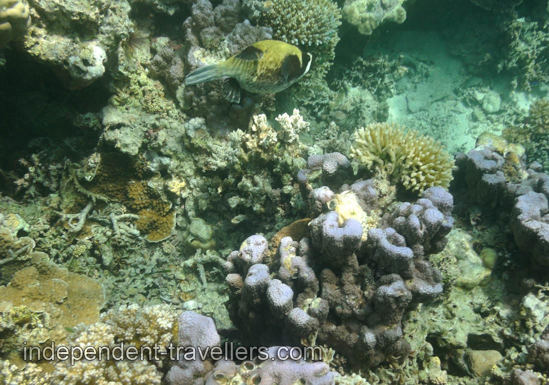 Masked puffer fish with the black and white stripes on head
