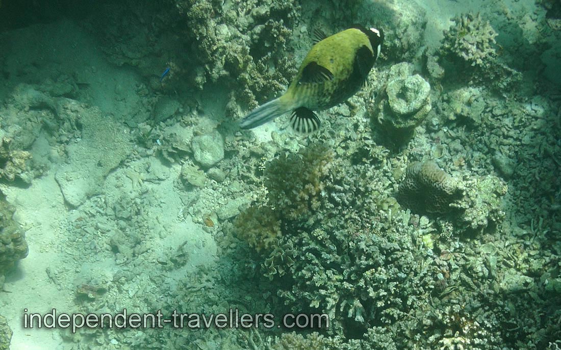 Masked puffer &ldquo;Arothron diadematus&rdquo;