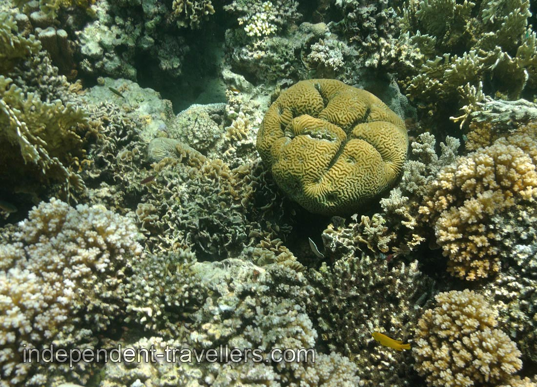 Brain coral