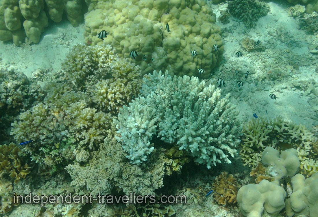 Banded butterflyfish &ldquo;Chaetodon striatus&rdquo;
