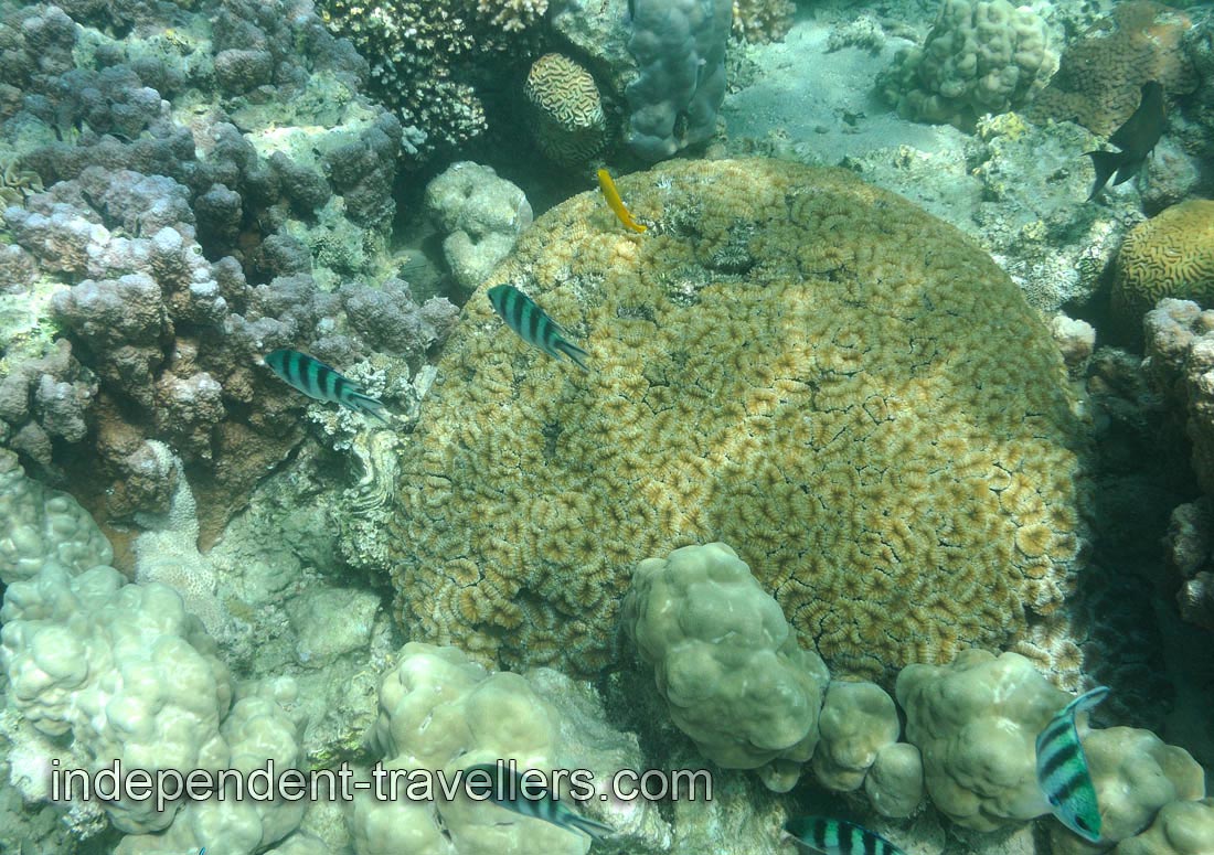 Colony of coral polyps has a spherical shape