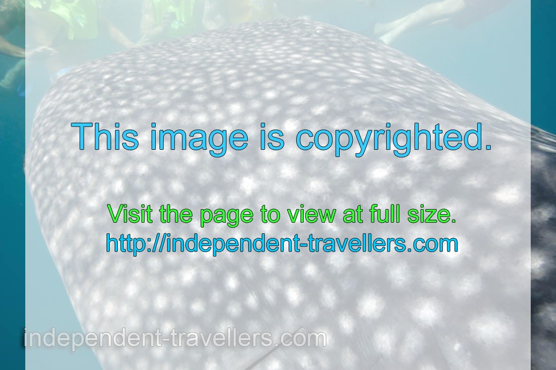 Wide mouth of the whale shark