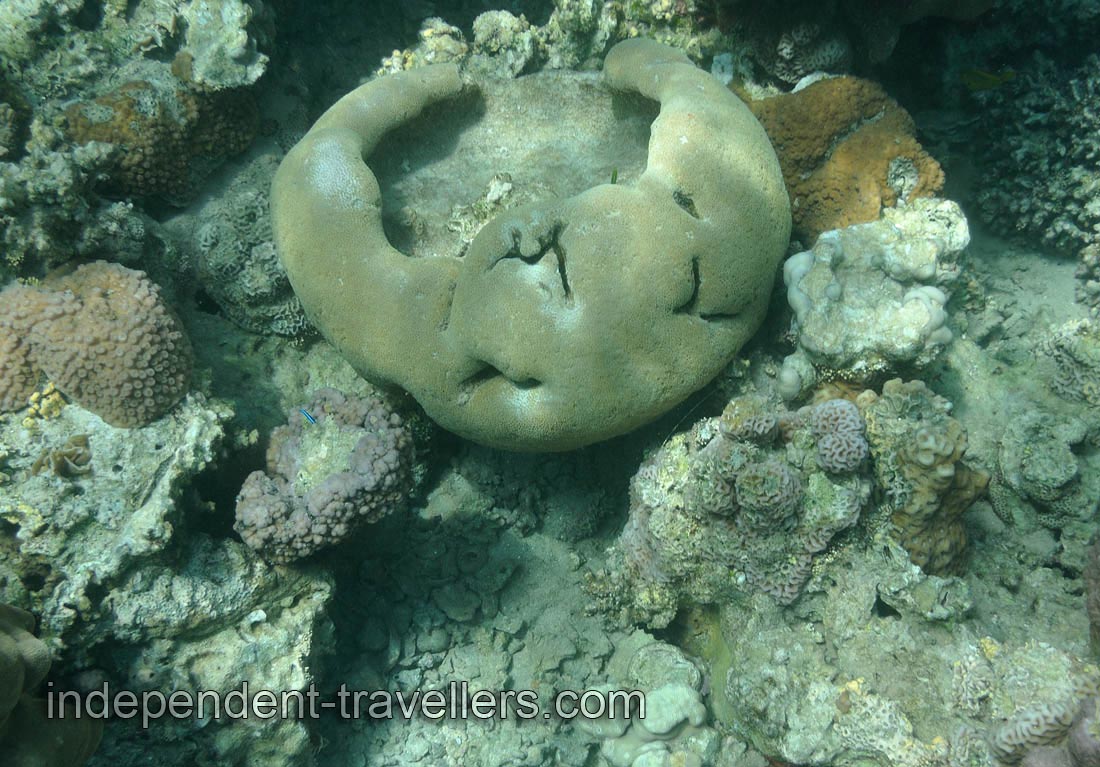 Coral has a shape of a pot