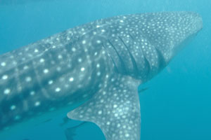 Whale shark swims under the surface of water