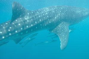 Whale shark has been accompanied by the sharksuckers