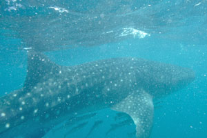 It was an unforgettable experience to swim together with the whale shark