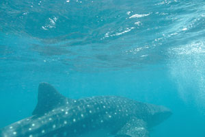 Whale shark has decided to sink deeper in water