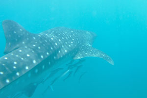 Whale shark “Rhincodon typus” is a slow-moving filter feeding shark