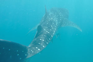 Whale shark is the largest known extant fish species