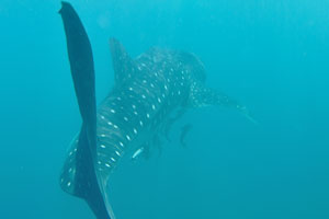Whale shark sinks into the depth