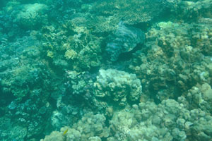 Our snorkeling trip was in the Gulf of Tadjoura