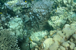 The Gulf of Tadjoura offers many colorful fish and coral reefs