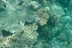 There are over 200 recorded species of coral
