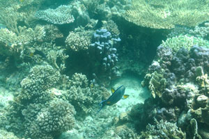 Sohal surgeonfish swims between the corals
