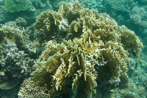 Coral with numerous vertically branching discs