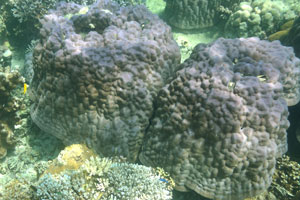 Corals look like the huge pileus of mushrooms