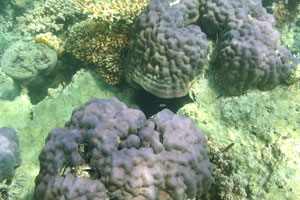 Who live inside the corals?