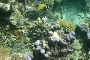 Masked puffer fish with the black and white stripes on head