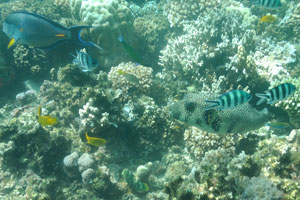 Sohal surgeonfish and White-spotted puffer