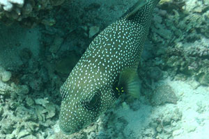 White-spotted puffer “Arothron hispidus”